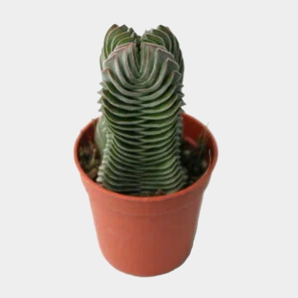 120 идей подарков для «Тайного Санты»